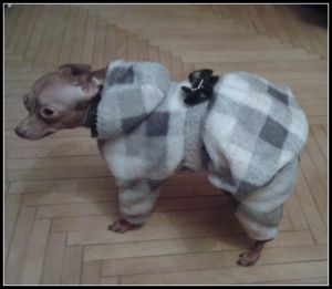 Пальто "Клетка" + штанишки ― интернет магазин Dogs-moda.ru  - модная одежда для собак маленьких декоративных пород.