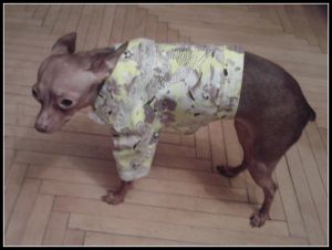Джинсовый костюм ― интернет магазин Dogs-moda.ru  - модная одежда для собак маленьких декоративных пород.