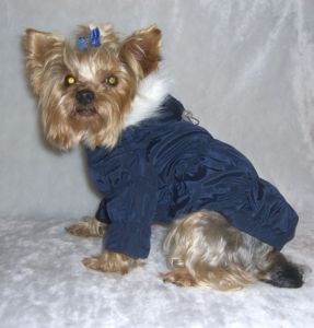 Куртка стёганная (тёмно-синий) ― интернет магазин Dogs-moda.ru  - модная одежда для собак маленьких декоративных пород.