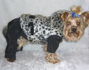 Костюм зимний "Рысь" ― интернет магазин Dogs-moda.ru  - модная одежда для собак маленьких декоративных пород.