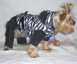 Костюм зимний "Зебра" ― интернет магазин Dogs-moda.ru  - модная одежда для собак маленьких декоративных пород.