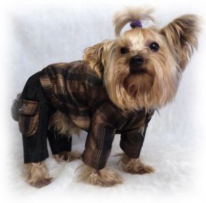 Костюм  "Клетка" осень-зима (коричневый) ― интернет магазин Dogs-moda.ru  - модная одежда для собак маленьких декоративных пород.