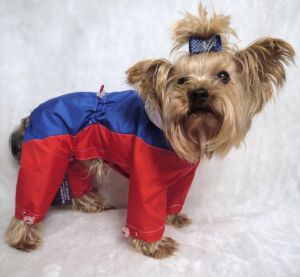 Яркий  комбинезон "Олимпиада" это лишь один из вариантов модной одежды к олимпиаде на маленьких собак.