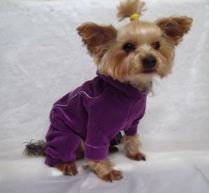 Костюм "Дружок" (сиреневый) ― интернет магазин Dogs-moda.ru  - модная одежда для собак маленьких декоративных пород.