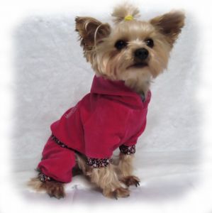 Костюм "Сердца" (малиновый) ― интернет магазин Dogs-moda.ru  - модная одежда для собак маленьких декоративных пород.