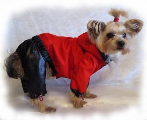 Дождевик "Кардинал" (красный) ― интернет магазин Dogs-moda.ru  - модная одежда для собак маленьких декоративных пород.