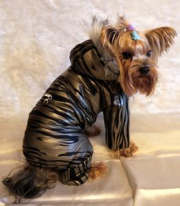 Комбинезон зимний "Полоски" ― интернет магазин Dogs-moda.ru  - модная одежда для собак маленьких декоративных пород.