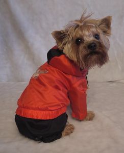 Костюм "Бабочка" ― интернет магазин Dogs-moda.ru  - модная одежда для собак маленьких декоративных пород.