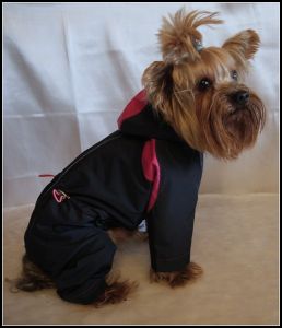 Комбинезон  ― интернет магазин Dogs-moda.ru  - модная одежда для собак маленьких декоративных пород.