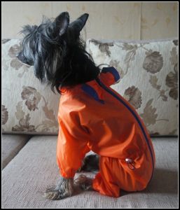 Дождевик (оранжевый) ― интернет магазин Dogs-moda.ru  - модная одежда для собак маленьких декоративных пород.