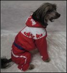 Комбинезон для собак "Олимпийский"