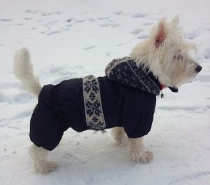 Костюм зимний "Снежинка 2" (чёрный) ― интернет магазин Dogs-moda.ru  - модная одежда для собак маленьких декоративных пород.